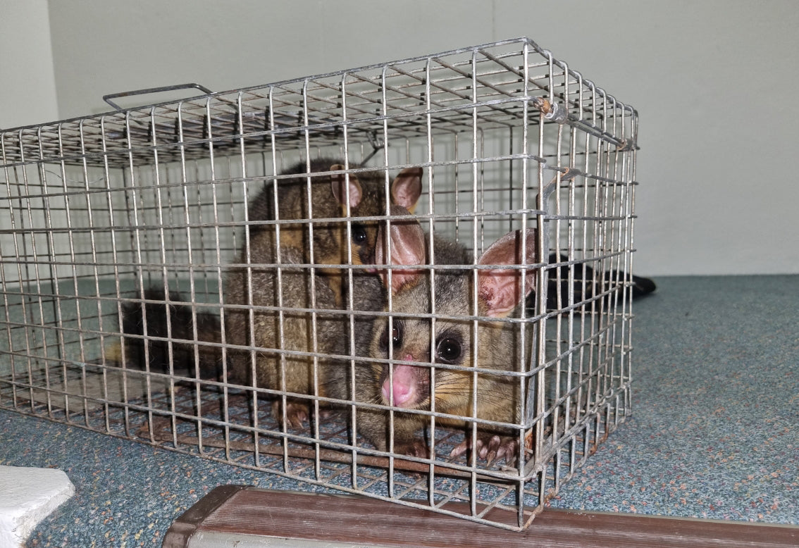 Possum Traps - How to Trap a Possum - Opossum trapping