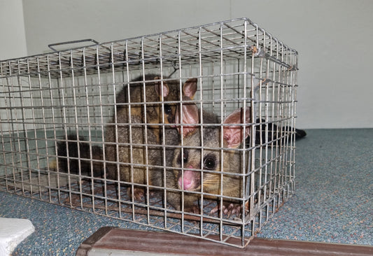 Possum Trap: Essential Do’s and Don’ts for Success