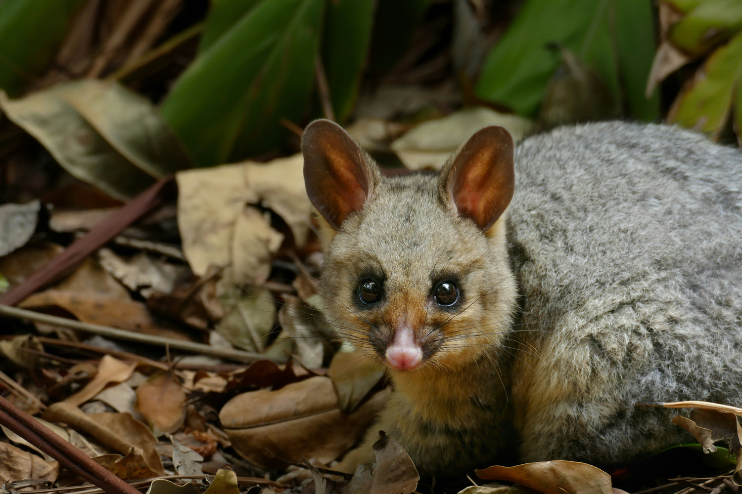 brushtail possum foraging