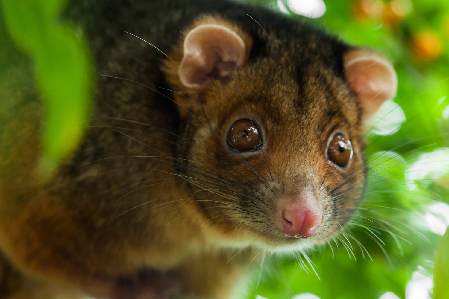 ringtail possum