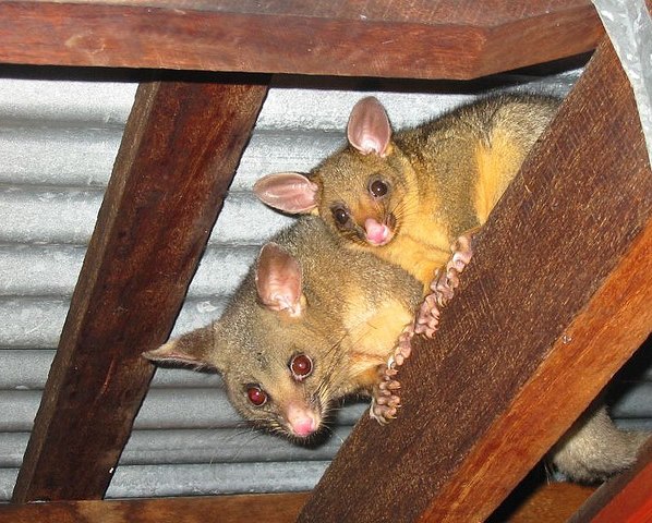 brushtail possums in a roof