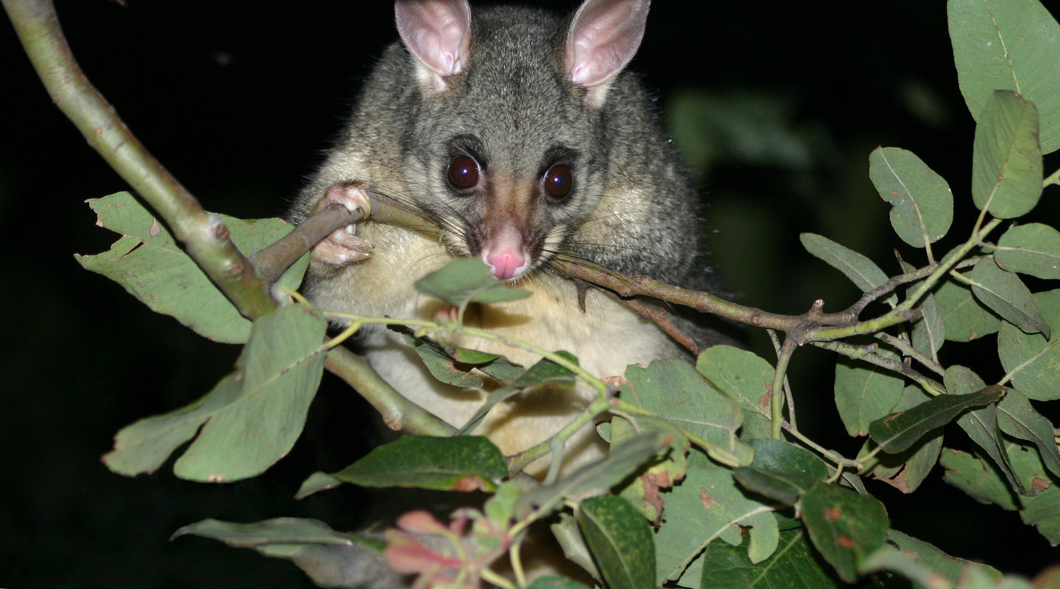 a brushtail possum foraging in a tree