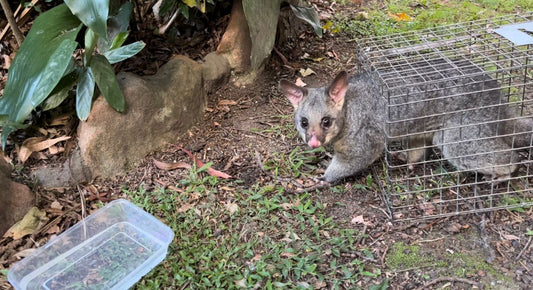 Catch and Release Licences: How to Remove Possums Legally
