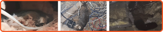 Dead Possum Dilemma: Removal and Prevention
