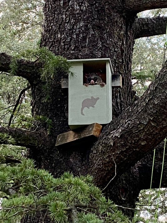 Possum Box Installation: Suitable Habitats