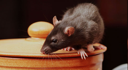 How to Get Rid of Rats: Rat Control Strategies that Work