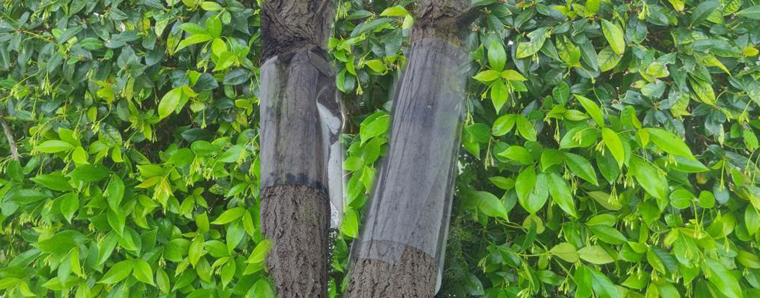 Tree Guard: The Essential Guide – Possum Piper