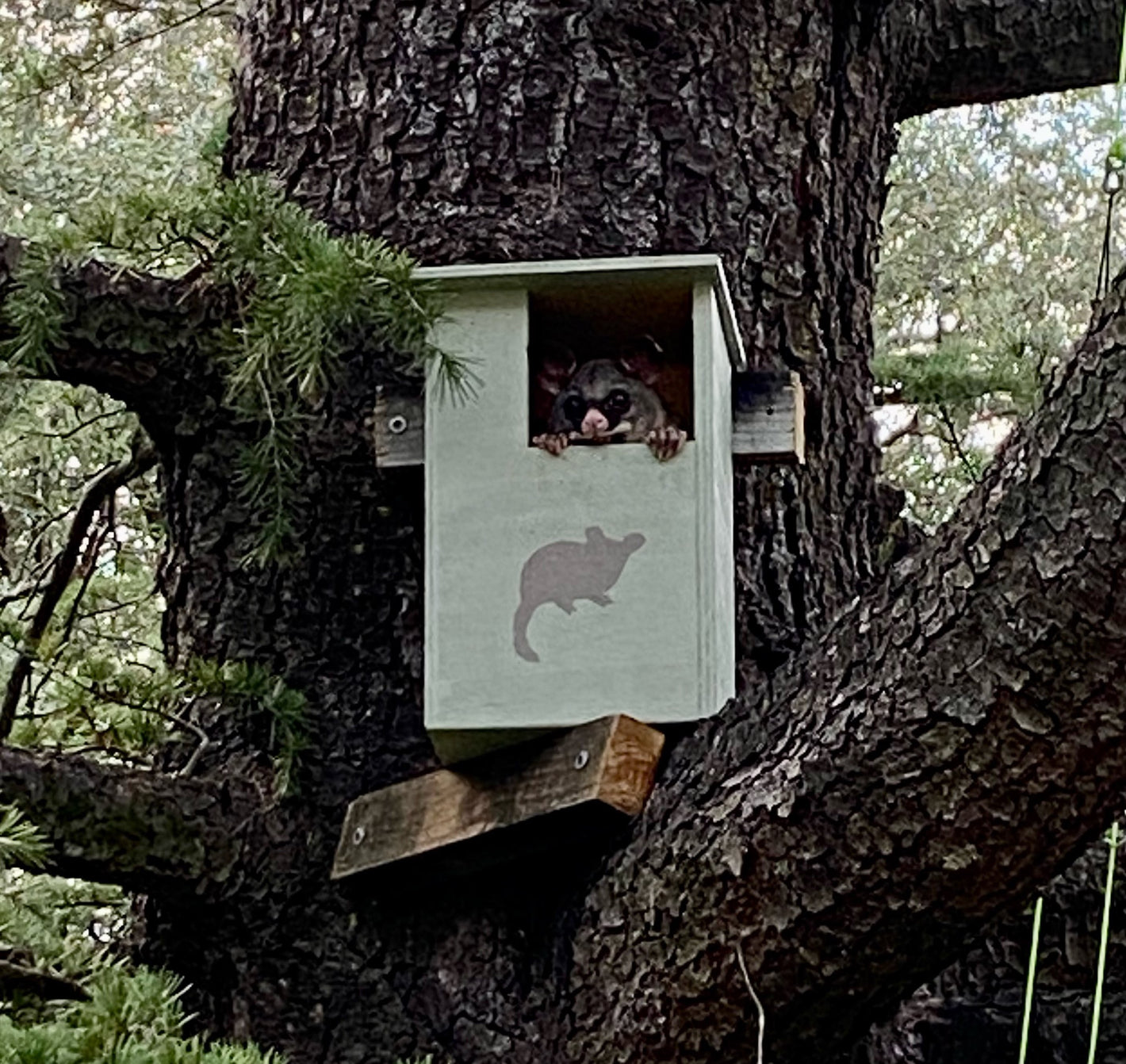 Possum Tree Guard – Possum Piper