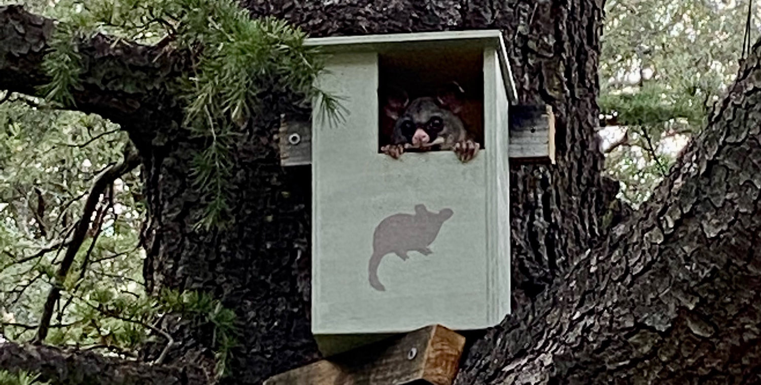 possum in possum box