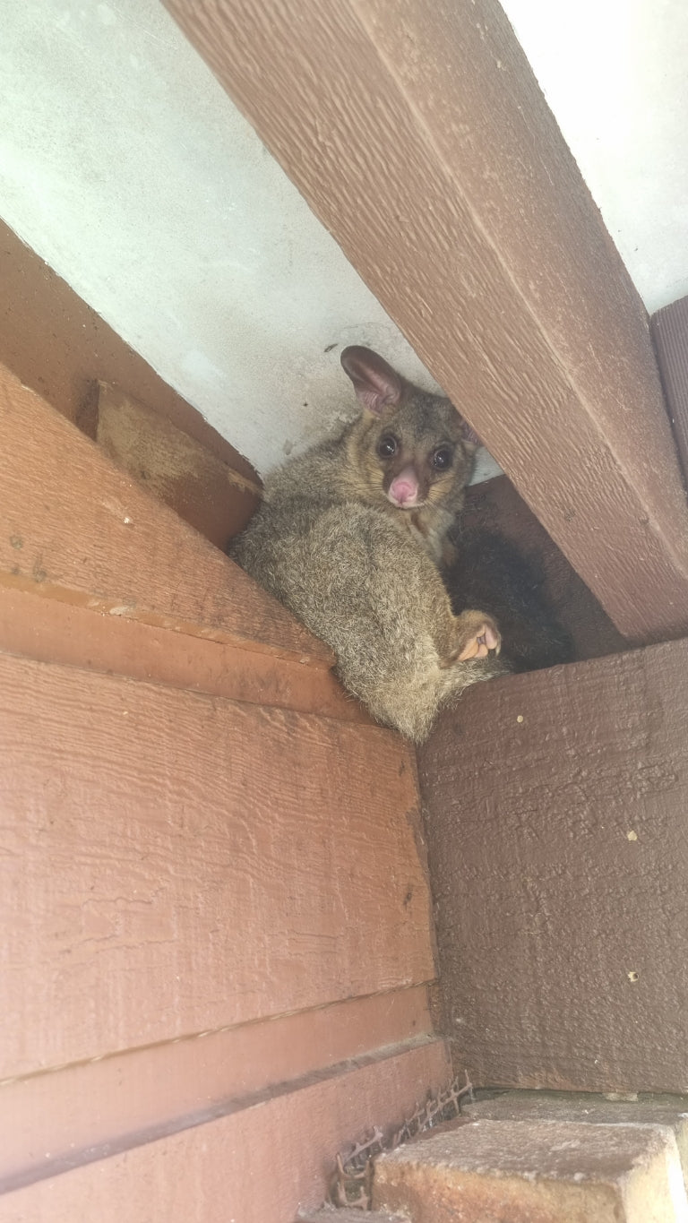 brushtail possum exiting a roof eave