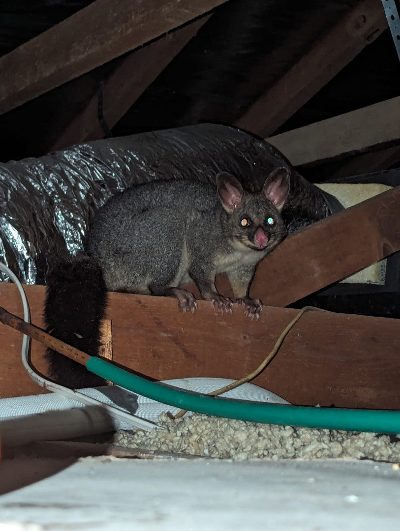 a brushtail possum in a ceiling