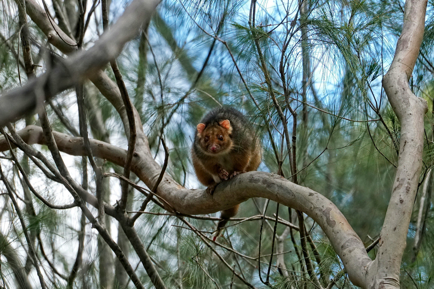 common ringtail possum in a tree