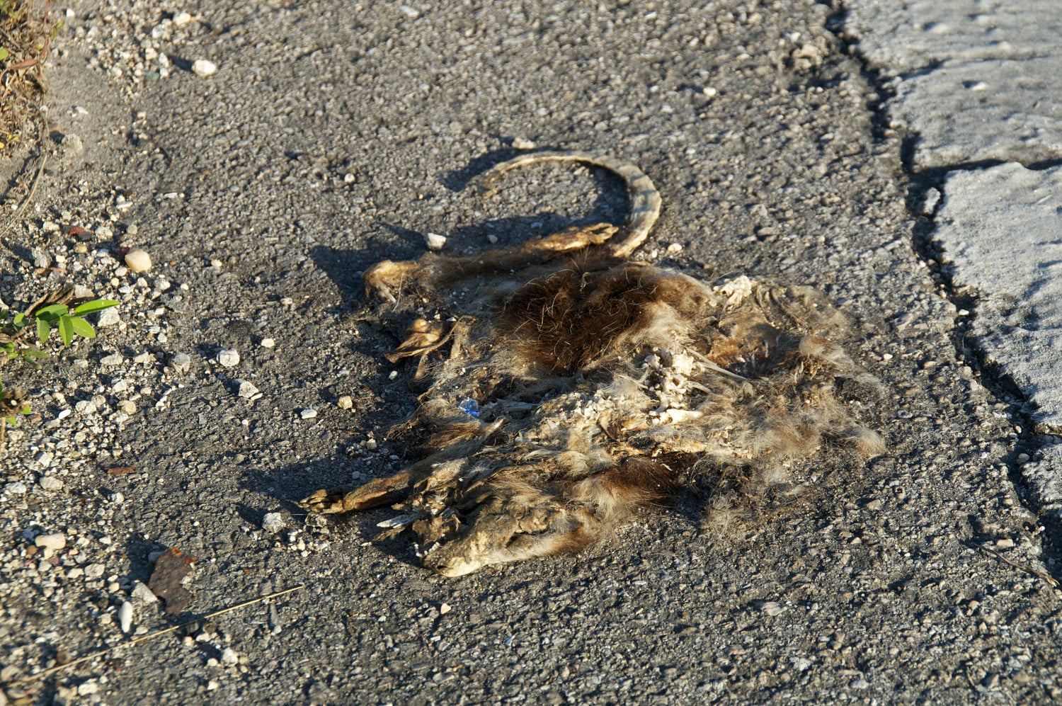 dead possum carcass