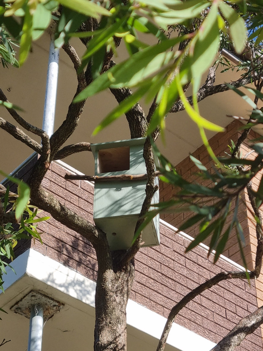 possum box in tree