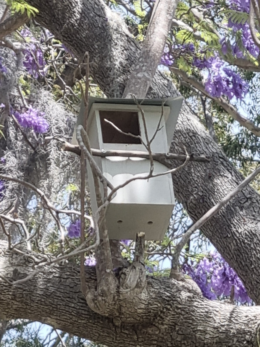 possum box in jacaranda tree