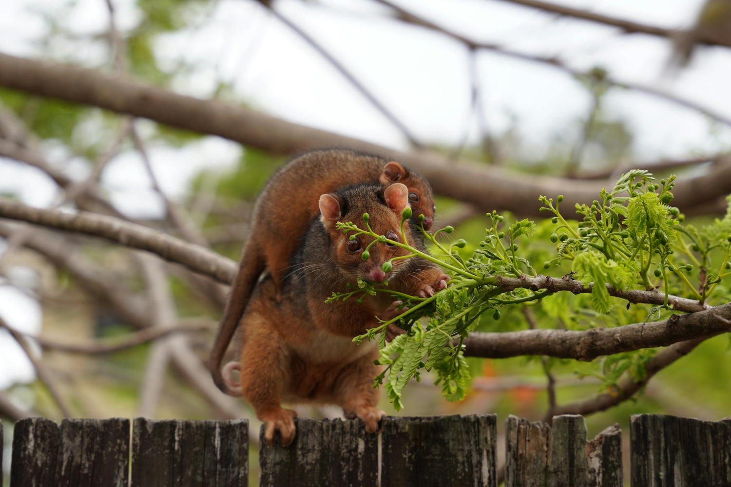 ringtail_possum